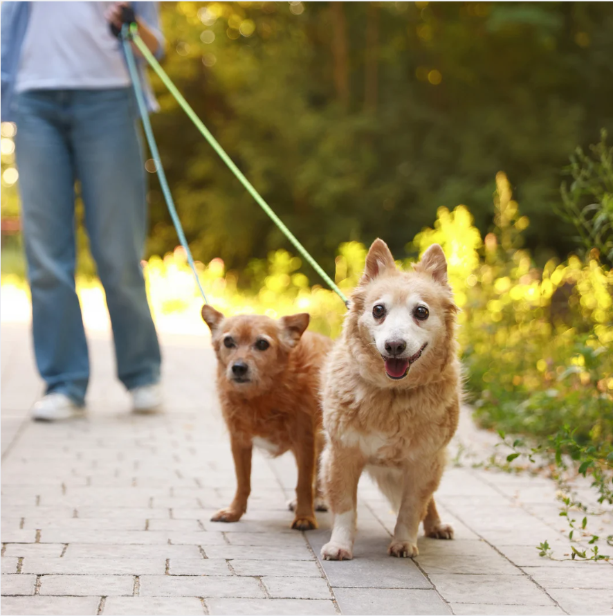 pets and heart health